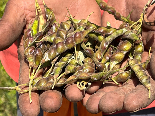 How to Choose Genuine Desi Pulses in India – A Practical Guide for Families