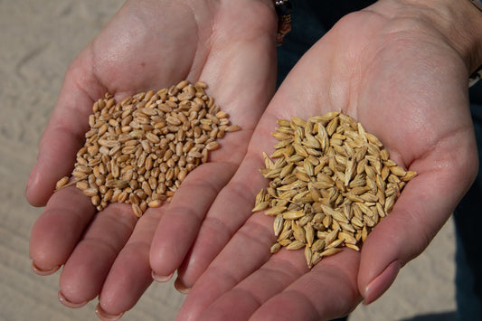 Desi vs Hybrid Pulses: Why the Difference Matters More Than You Think