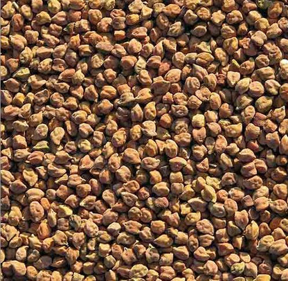 Close-up of desi kala chana 